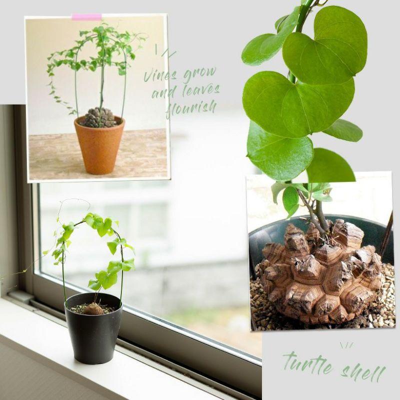 アフリカ亀甲竜　2個セット アフリカ亀甲竜 | GN PLANT