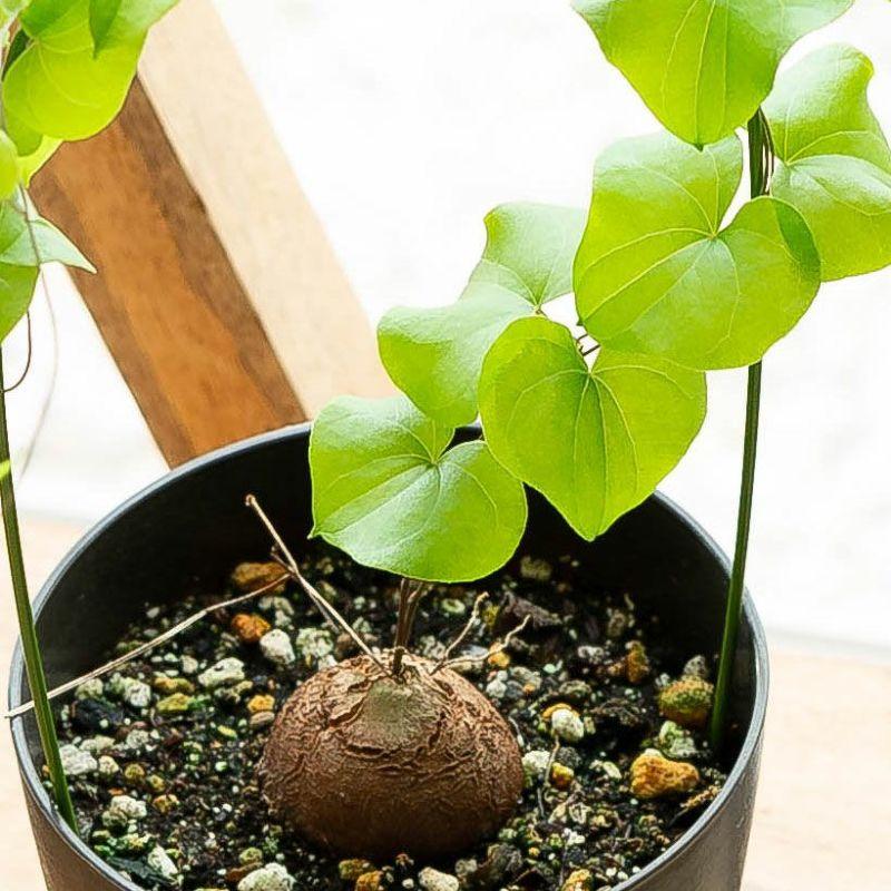 観葉植物 種類 室内 亀甲竜 鉢 支柱 おしゃれ アフリカ亀甲竜 観葉植物 種類 室内 亀甲竜 鉢 支柱 おしゃれ アフリカ亀甲竜