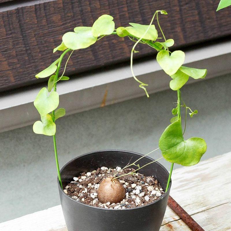 観葉植物 種類 室内 亀甲竜 鉢 支柱 おしゃれ アフリカ亀甲竜。葉の