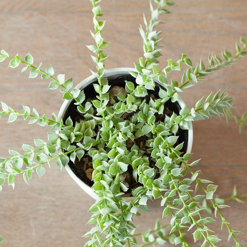 観葉植物 ディスキディア・ミリオンハート 斑入り ツル性 室内