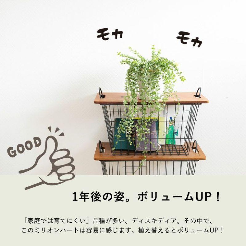 観葉植物 ディスキディア・ミリオンハート 斑入り ツル性 室内