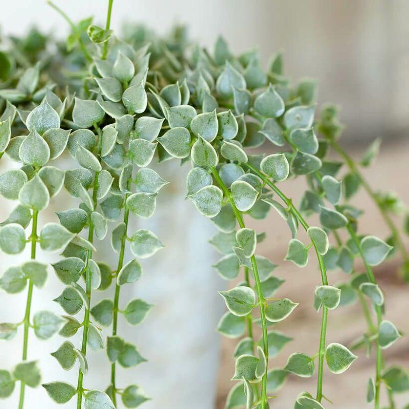 観葉植物 ディスキディア・ミリオンハート 斑入り ツル性 室内
