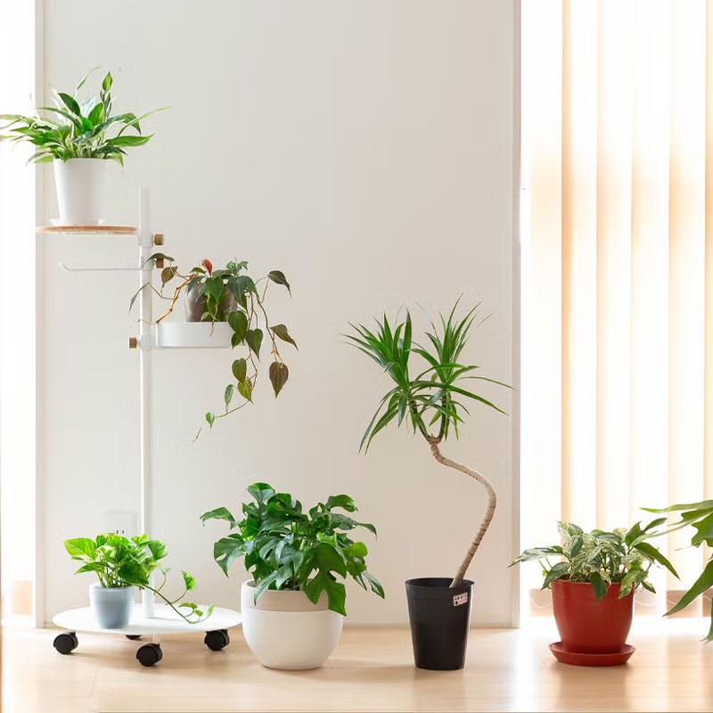 観葉植物 流通少ない！ドラセナ・ナビー : e-花屋さん - 通販 - Yahoo
