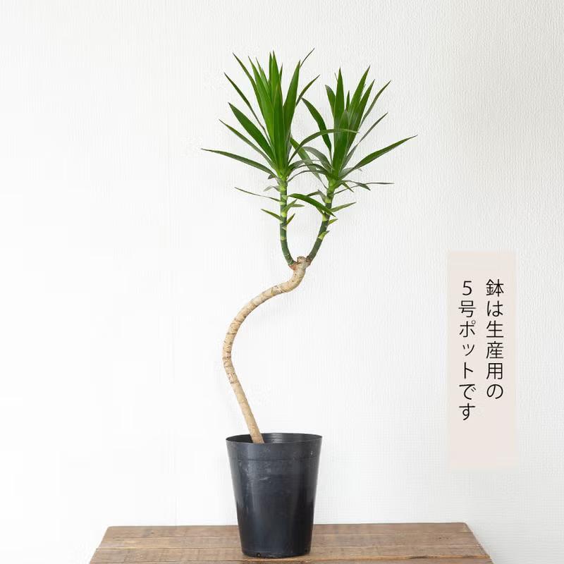 観葉植物 流通少ない！ドラセナ・ナビー : e-花屋さん - 通販 - Yahoo