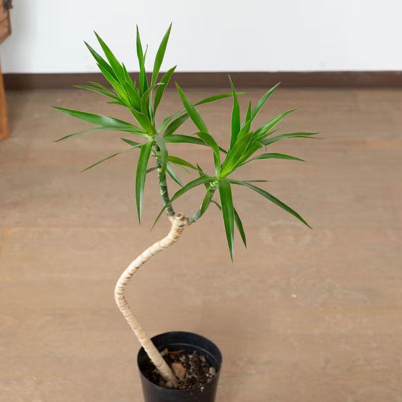 観葉植物 流通少ない！ドラセナ・ナビー : e-花屋さん - 通販 - Yahoo