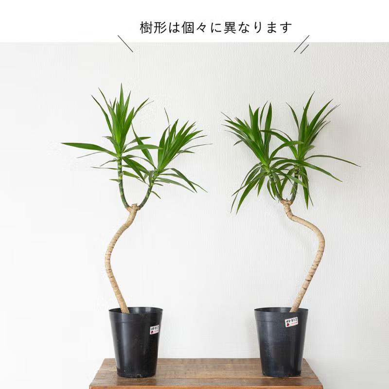 観葉植物 流通少ない！ドラセナ・ナビー : e-花屋さん - 通販 - Yahoo