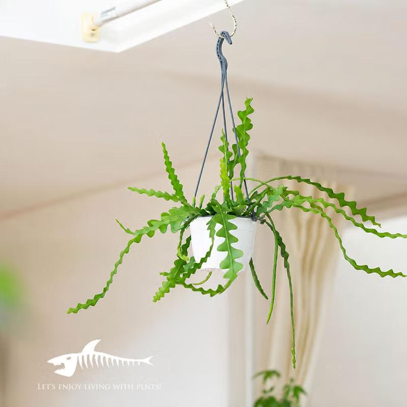観葉植物 吊り鉢 フィッシュボーン カクタス（エピフィラム
