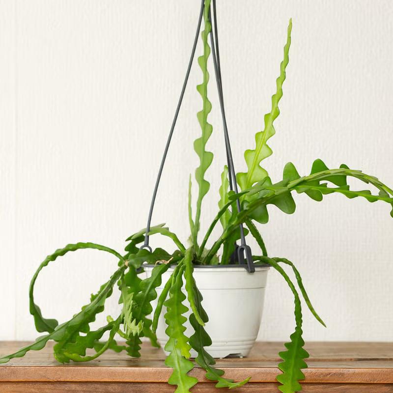観葉植物 吊り鉢 フィッシュボーン カクタス（エピフィラム