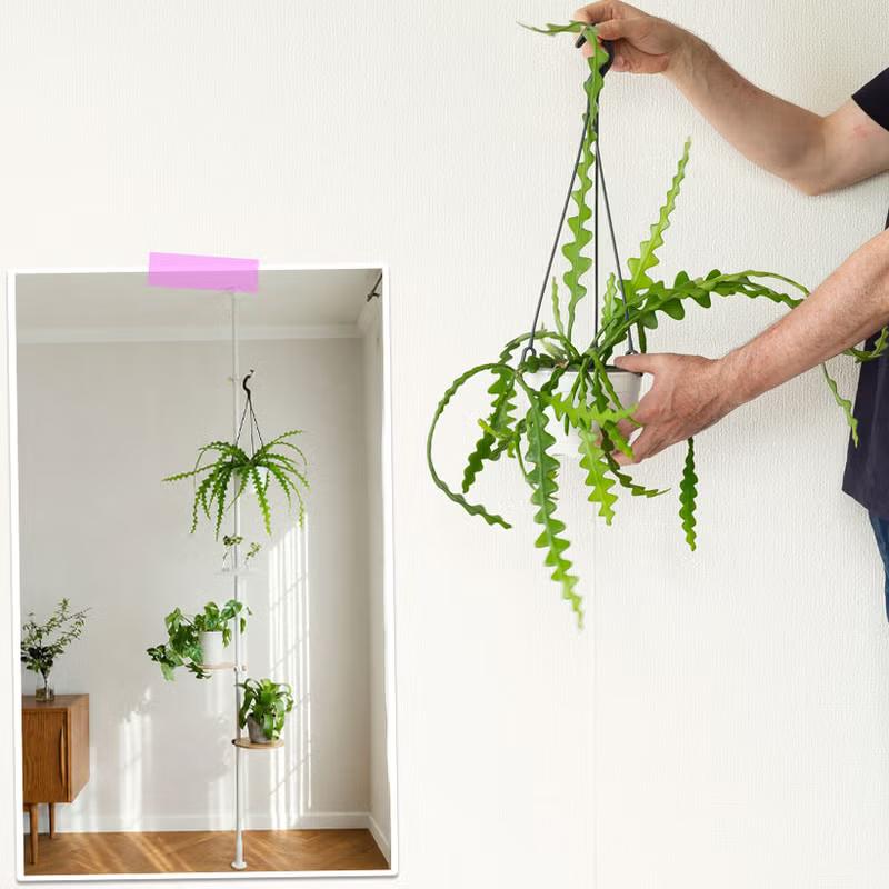 観葉植物 吊り鉢 フィッシュボーン カクタス（エピフィラム