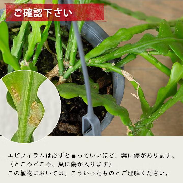 観葉植物 吊り鉢 フィッシュボーン カクタス（エピフィラム