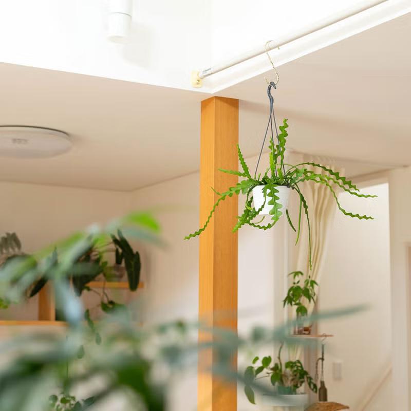 観葉植物 吊り鉢 フィッシュボーン カクタス（エピフィラム