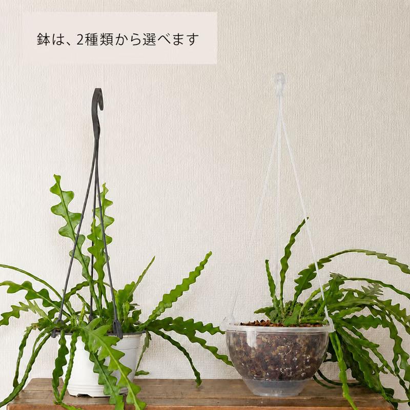 観葉植物 吊り鉢 フィッシュボーン カクタス（エピフィラム