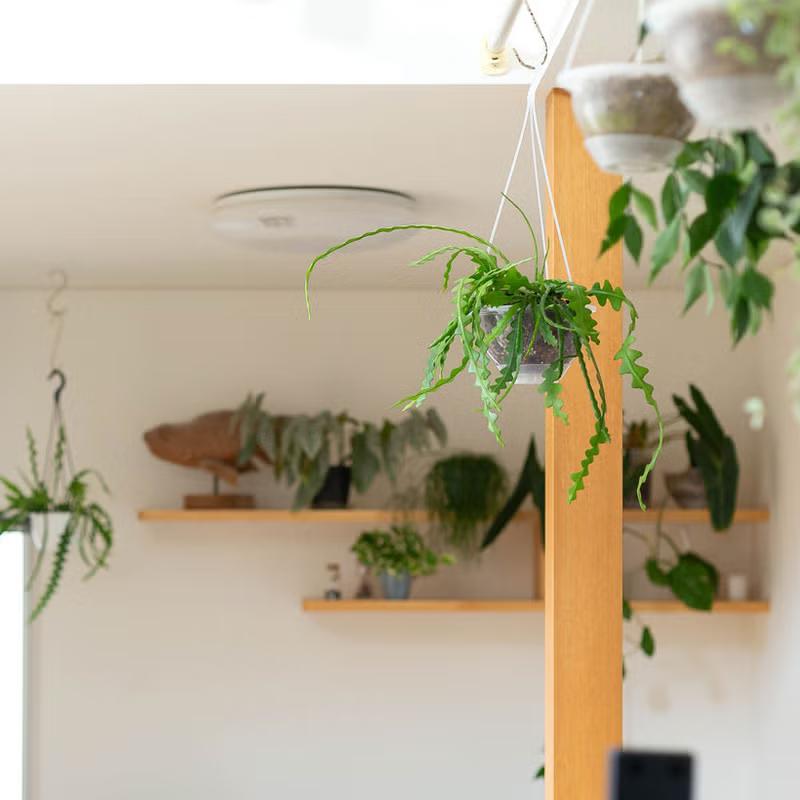 観葉植物 吊り鉢 フィッシュボーン カクタス（エピフィラム