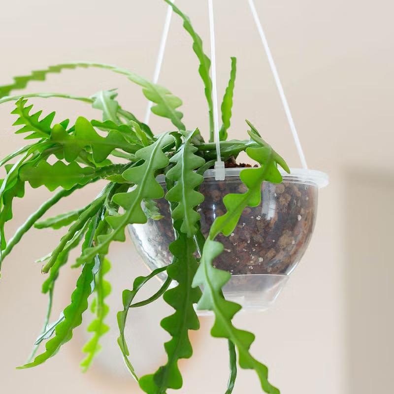 観葉植物 吊り鉢 フィッシュボーン カクタス（エピフィラム