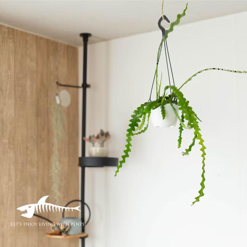 観葉植物 吊り鉢 フィッシュボーン カクタス（エピフィラム