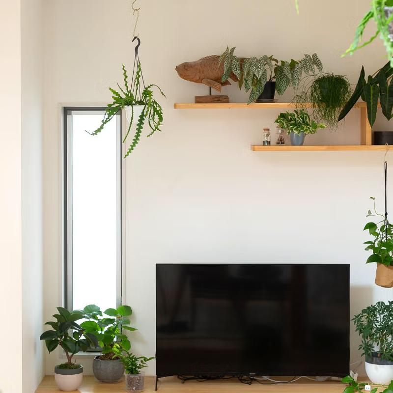 観葉植物 吊り鉢 フィッシュボーン カクタス（エピフィラム
