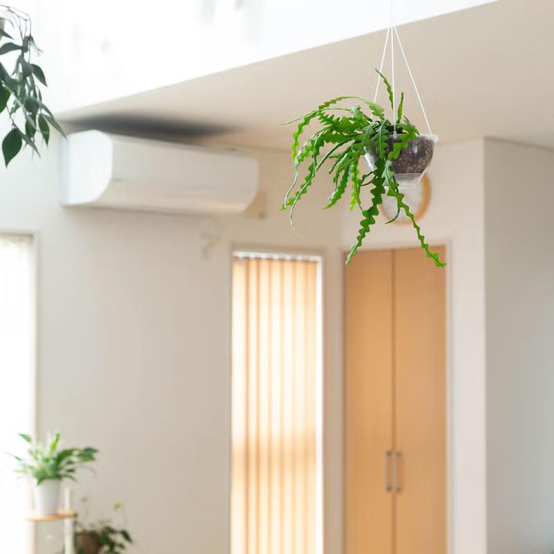 観葉植物 吊り鉢 フィッシュボーン カクタス（エピフィラム