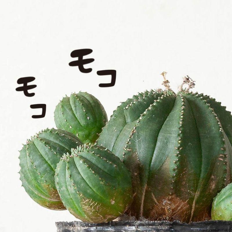 多肉植物 種類 屋外 室内 おしゃれ このサイズは珍しい！グリーン