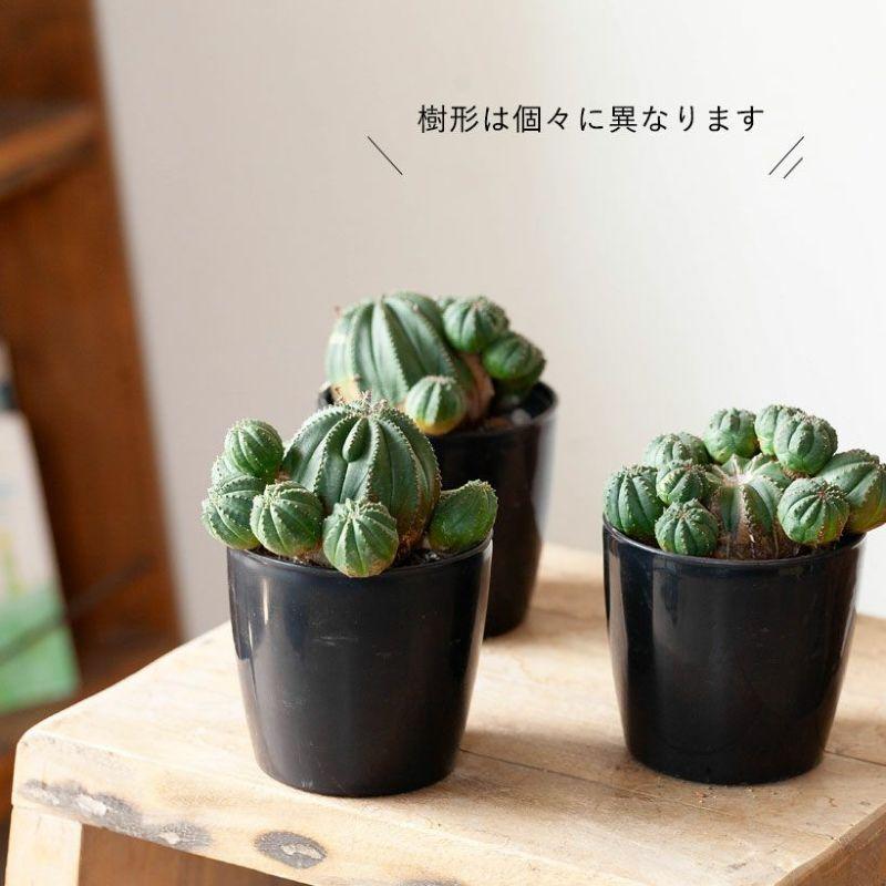 多肉植物 種類 屋外 室内 おしゃれ このサイズは珍しい！グリーン