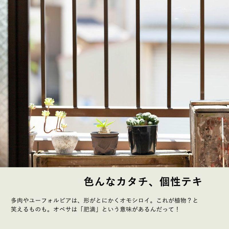 多肉植物 種類 屋外 室内 おしゃれ このサイズは珍しい！グリーン