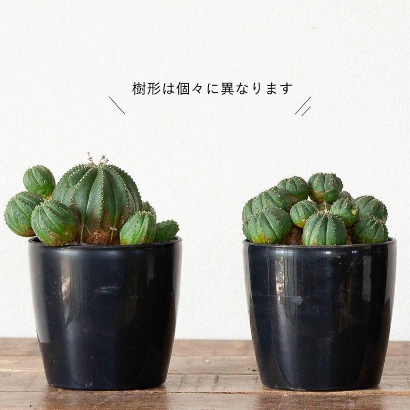 多肉植物 種類 屋外 室内 おしゃれ このサイズは珍しい！グリーン