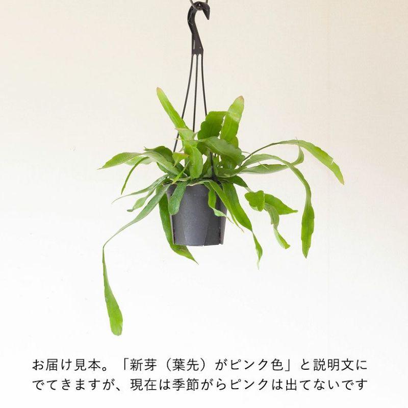 観葉植物 種類 室内 おしゃれ 吊り下げ 吊るす ぶら下げ ハンギング