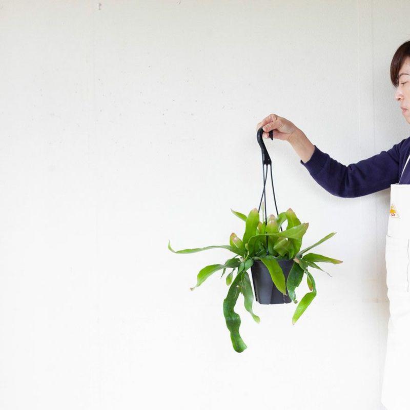 観葉植物 種類 室内 おしゃれ 吊り下げ 吊るす ぶら下げ ハンギング 