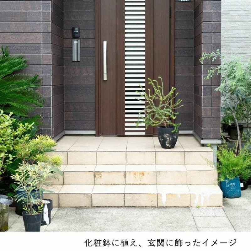 観葉植物 種類 屋外 おしゃれ 庭 ガーデニング ヒースバンクシア