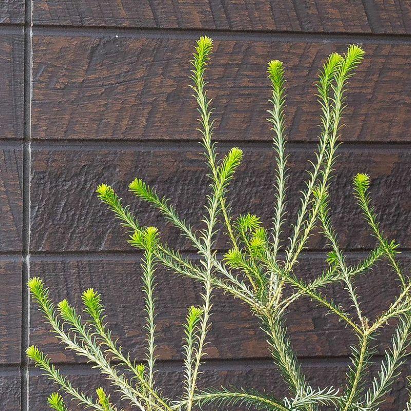 観葉植物 種類 屋外 おしゃれ 庭 ガーデニング ヒースバンクシア