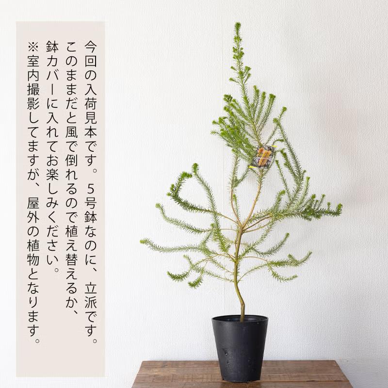 観葉植物 屋外 おしゃれ 庭 ガーデニング ヒースバンクシア
