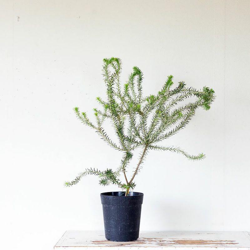 観葉植物 種類 屋外 おしゃれ 庭 ガーデニング ヒースバンクシア