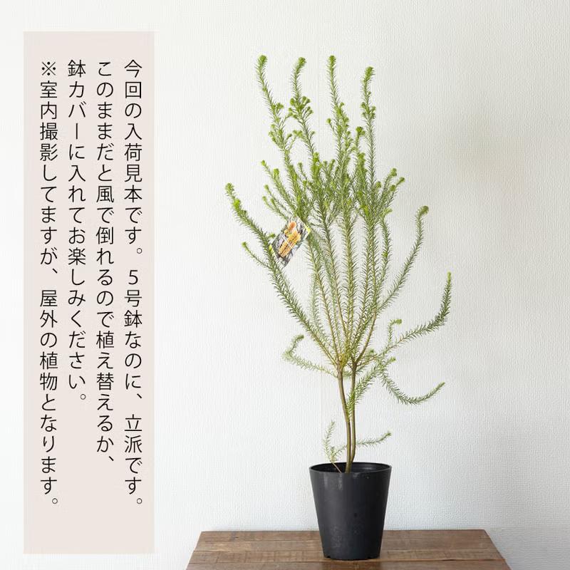 観葉植物 屋外 おしゃれ 庭 ガーデニング ヒースバンクシア