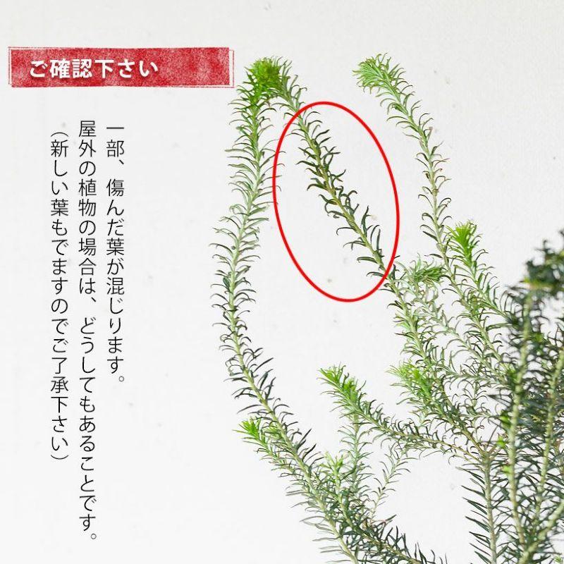 観葉植物 種類 屋外 おしゃれ 庭 ガーデニング ヒースバンクシア