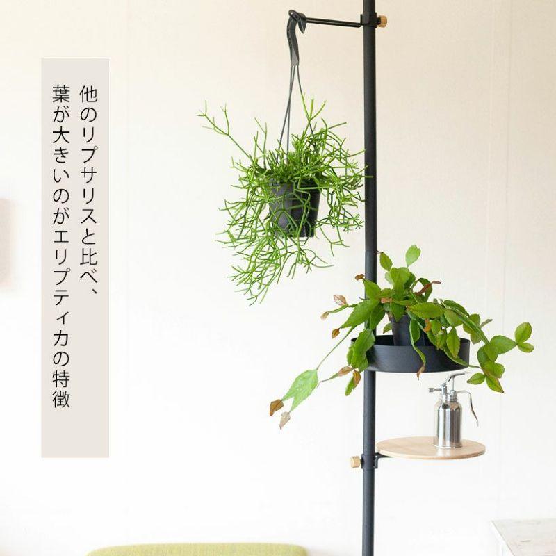 観葉植物 おしゃれ ハンギング 吊り下げ 吊るす 育てやすい お手頃