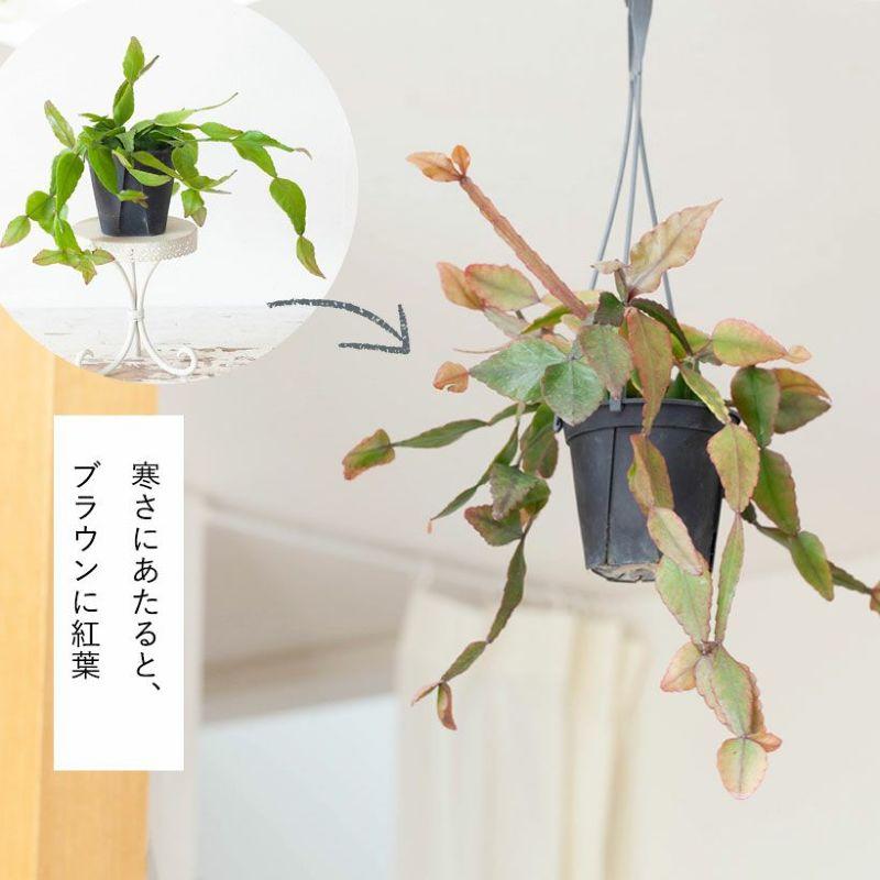 リプサリス　ハンキング リプサリス（ハンギング）Plants | hues design online store
