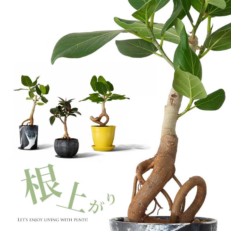 観葉植物 フィカス 【写真現品】「根上がり」フィカスを、お洒落な鉢で