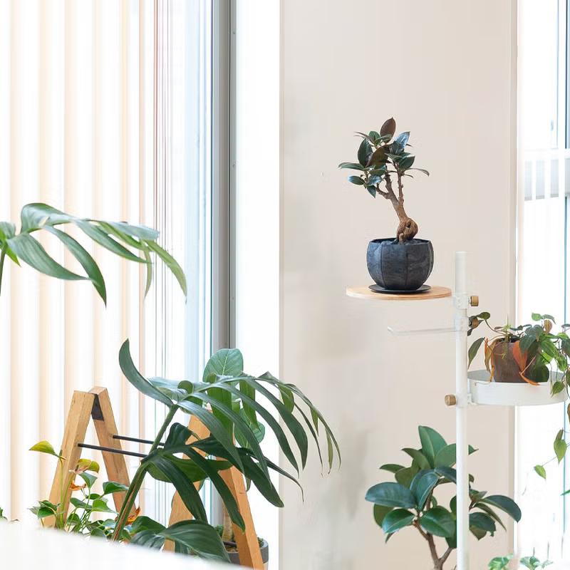 観葉植物 フィカス 【写真現品】「根上がり」フィカスを、お洒落な鉢で