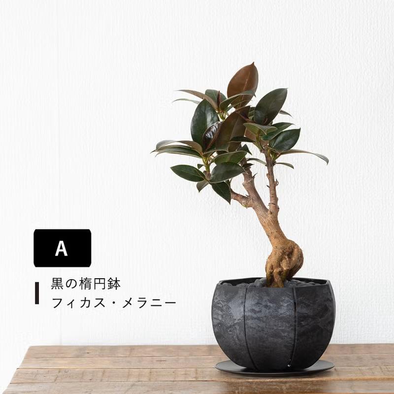 観葉植物 フィカス 【写真現品】「根上がり」フィカスを、お洒落な鉢で