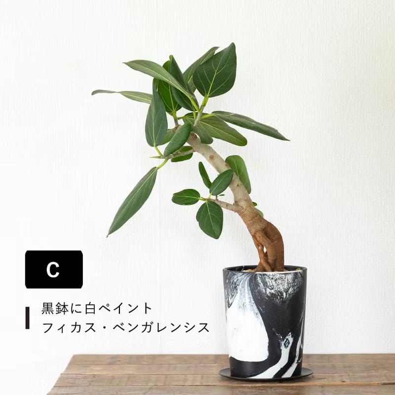 観葉植物 フィカス 【写真現品】「根上がり」フィカスを、お洒落な鉢で