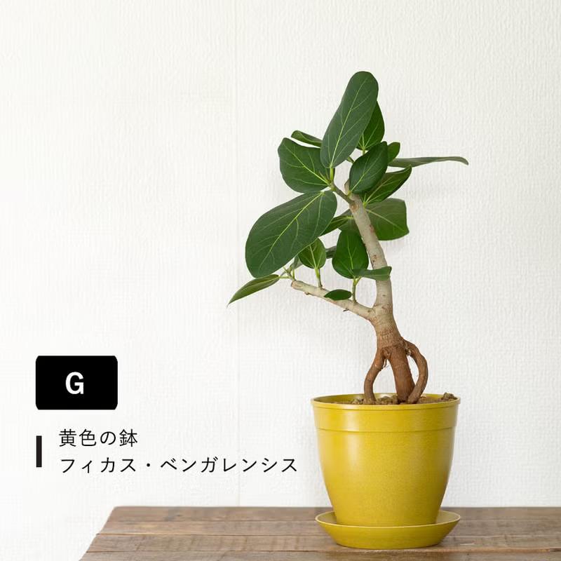 観葉植物 フィカス 【写真現品】「根上がり」フィカスを、お洒落な鉢で