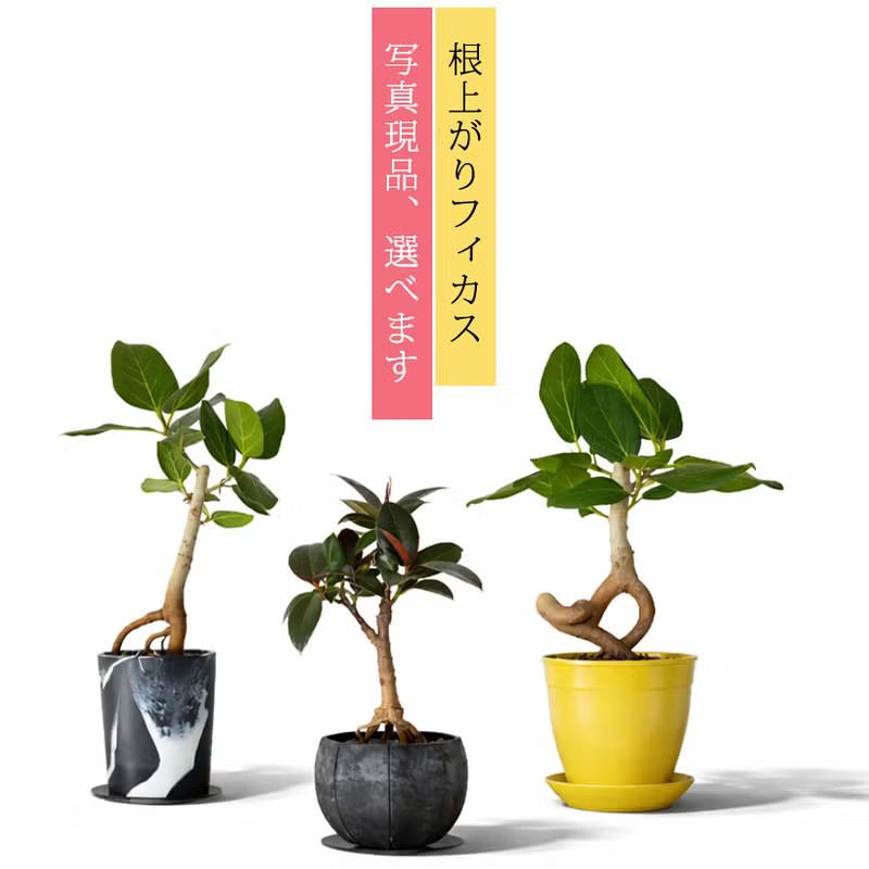 観葉植物 フィカス 【写真現品】「根上がり」フィカスを、お洒落な鉢で