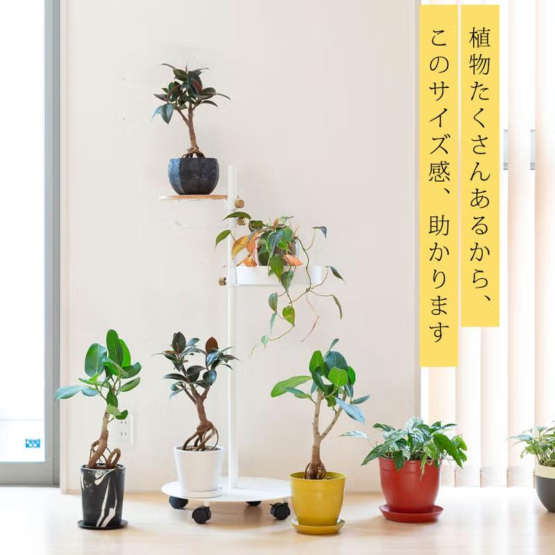 【直接取引のみ】【極上】フィカス 盆栽仕立て　根上がり　9号　鉢カバーセット 観葉植物 フィカス 【写真現品】「根上がり」フィカスを、お洒落な鉢で