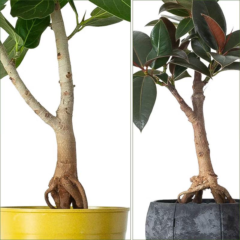 観葉植物 フィカス 【写真現品】「根上がり」フィカスを、お洒落な鉢で