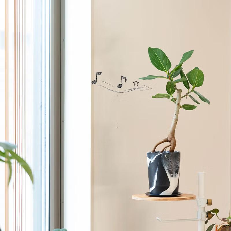 観葉植物 フィカス 【写真現品】「根上がり」フィカスを、お洒落な鉢で
