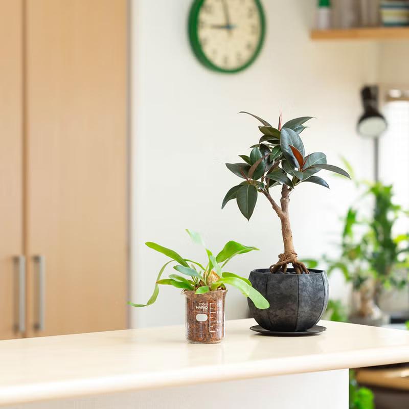 観葉植物 フィカス 【写真現品】「根上がり」フィカスを、お洒落な鉢で