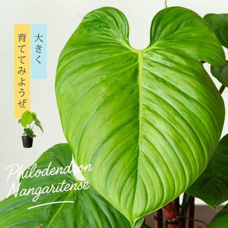観葉植物 フィロデンドロン ナンガリテンス2.5号ポット苗 苗木 登り棒
