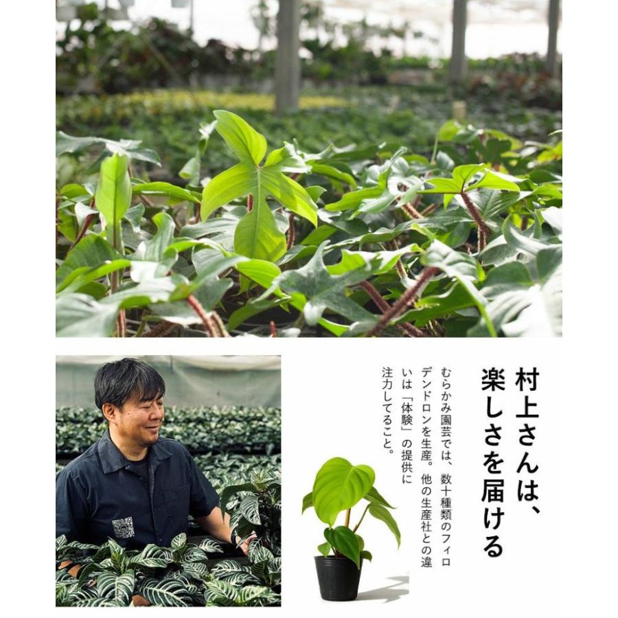 観葉植物 フィロデンドロン ナンガリテンス2.5号ポット苗 苗木 登り棒