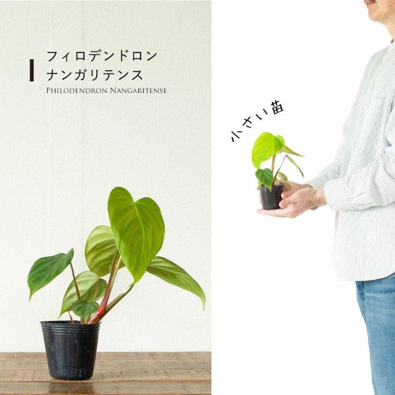 観葉植物 フィロデンドロン ナンガリテンス2.5号ポット苗 苗木 登り棒