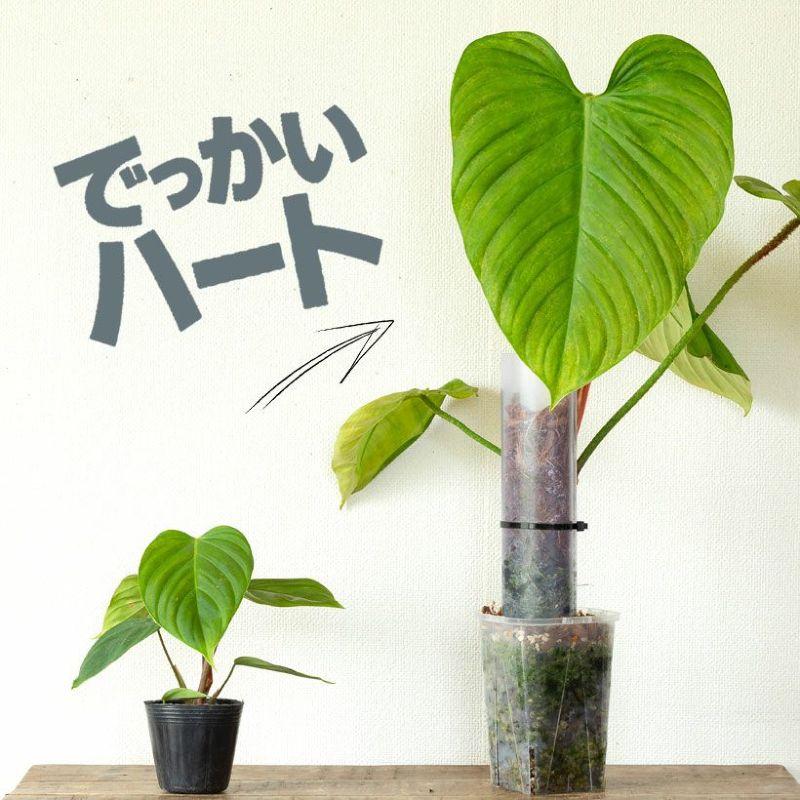 観葉植物 フィロデンドロン ナンガリテンス2.5号ポット苗 苗木 登り棒