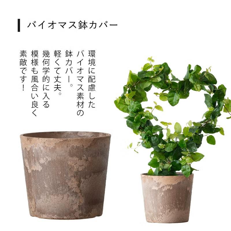 観葉植物 プミラ 室内 おしゃれ ハートの支柱に巻き付けた、フィカス